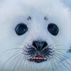 A photo of a baby harp seal's face from the front