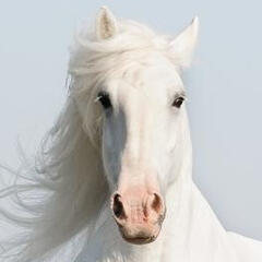 A photo of a white horse's face from the front