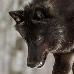A photo of a wolf's face from a side angle